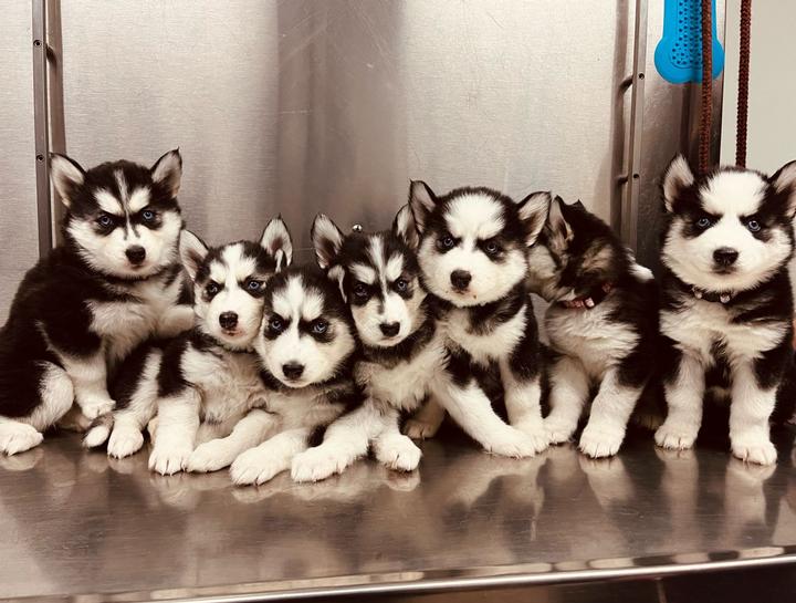 How Much Is A New Puppy Exam